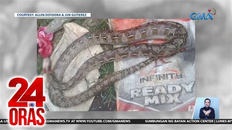 kinantot ang ahas|Ahas patay sa kagat ng lalaki sa Bohol .